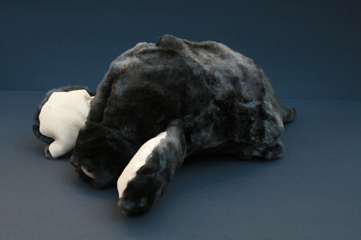 Amber Veel Taxidermic Laboratory work MOLE